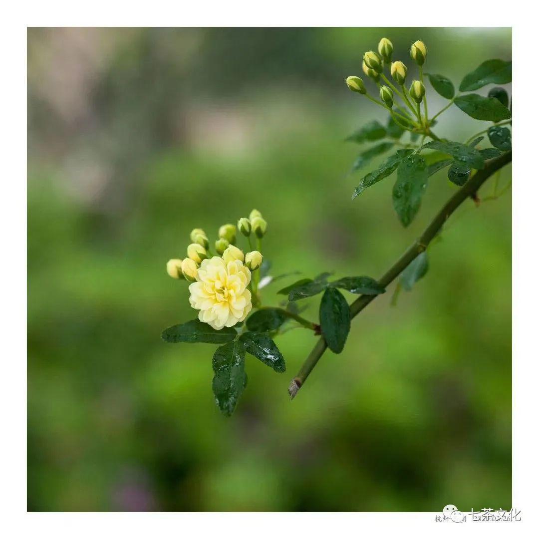 矮紙斜行閒作草,晴窗細乳戲分茶.素衣莫起風塵嘆,猶及清明可到家.