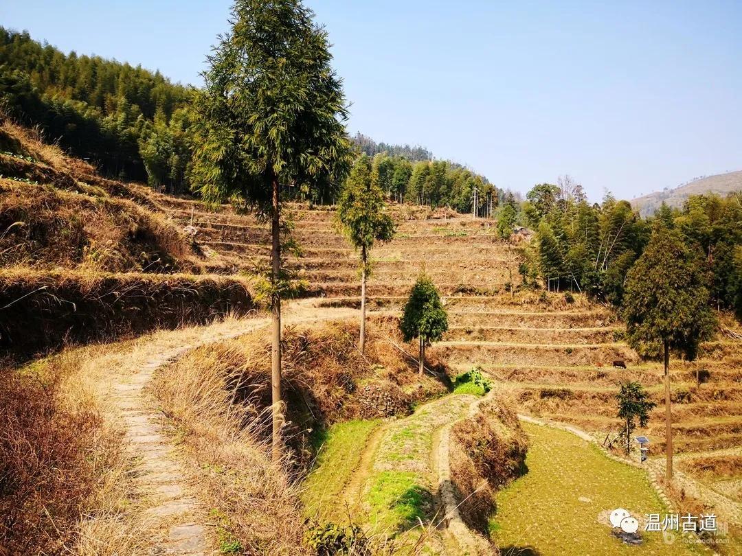 温州瑞安黄金坳古村蒙东岭古道环线穿越风景如画