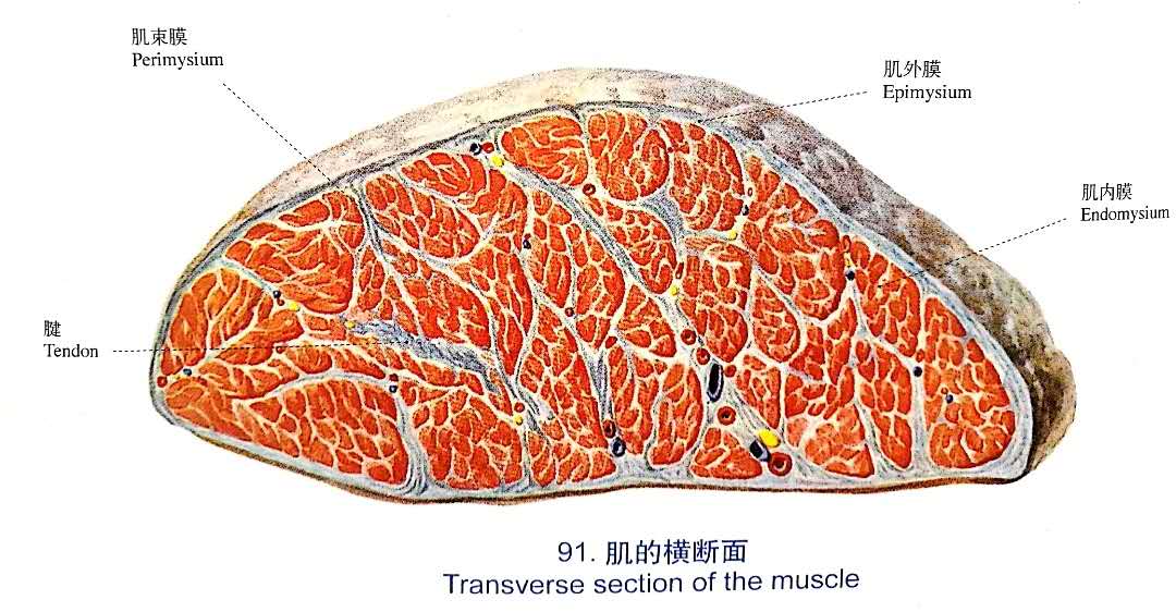 筋膜学与黄帝内经的生物学定位