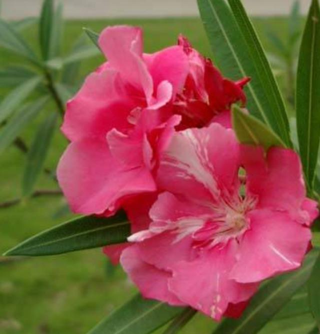 花大艳丽的夹竹桃