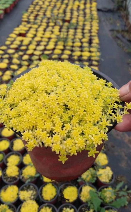 母69完美冬青完美冬青70银霜女贞银霜女贞71金宝石冬青金宝石冬青72粉