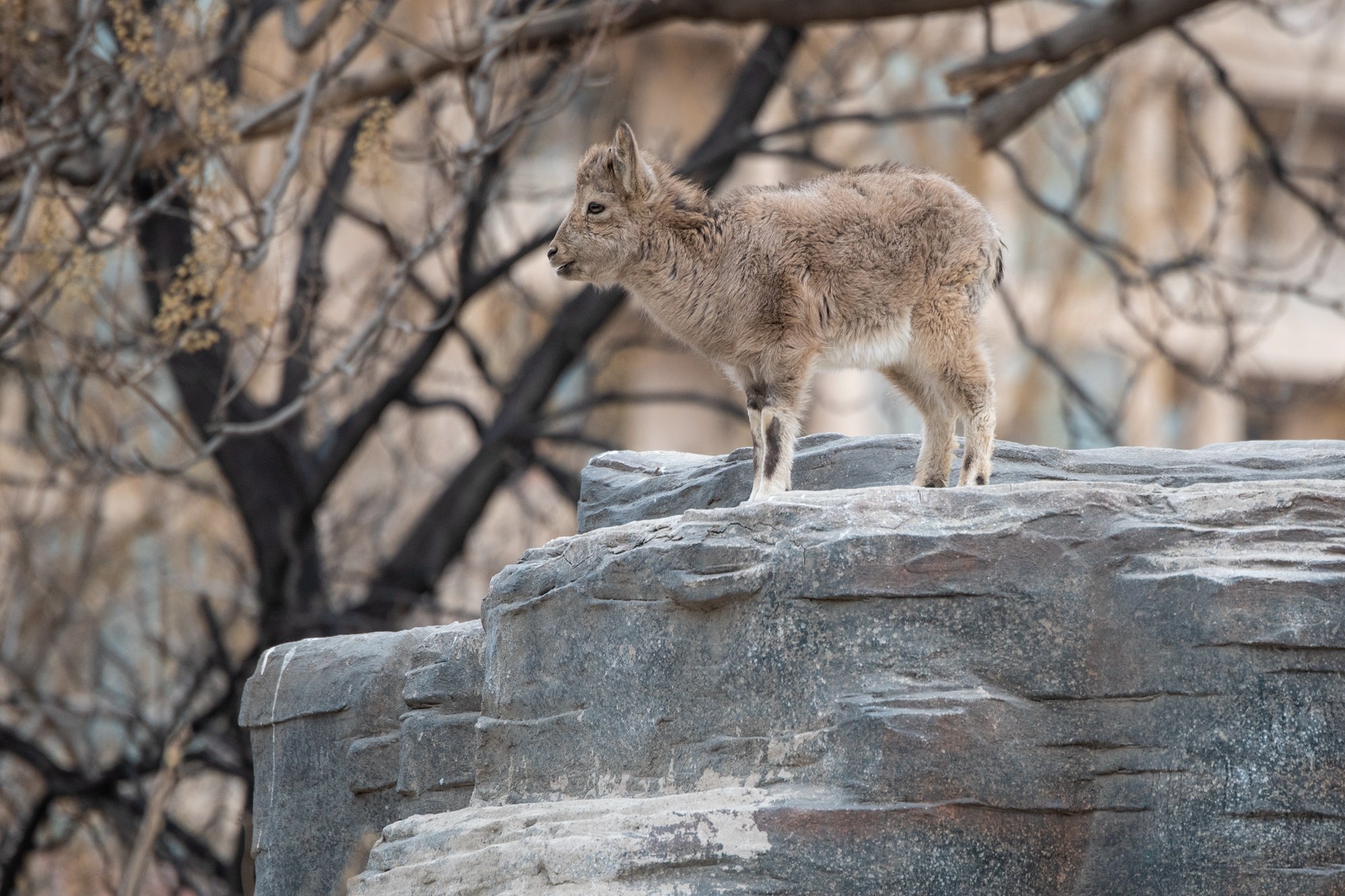 动物园该怎么逛