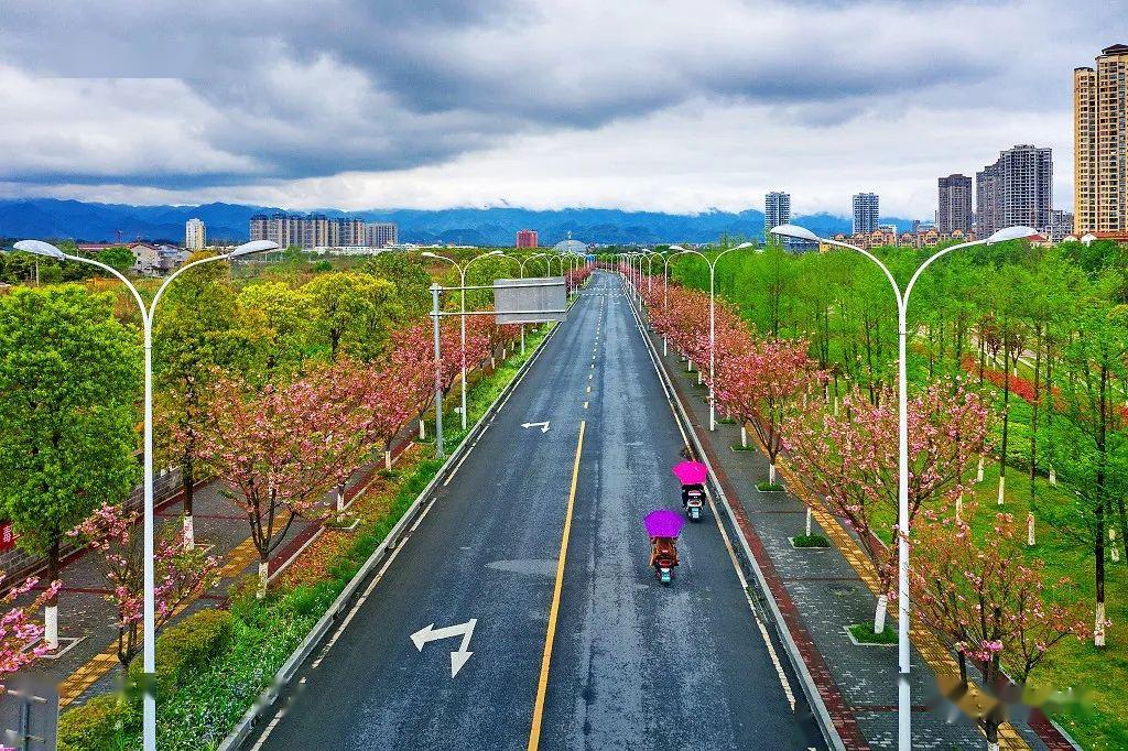 秀山最美樱花大道惊艳绽放!满屏粉色美炸了!