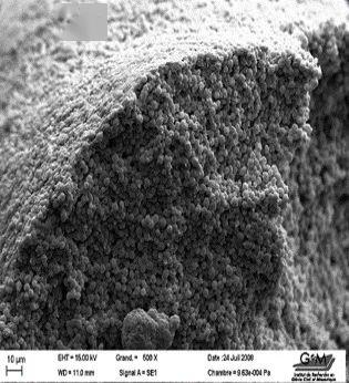 01關於酵母:酵母的定義&分類酵母(sacharomyces cerevisiae)又被稱為