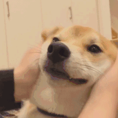 240_240gif 动态图 动图
