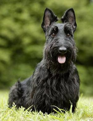 日本土佐犬41,圣伯纳犬42,斯皮诺犬43,苏俄牧羊犬44,威玛犬45,西班牙