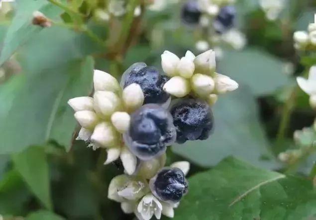 星,白饭等火炭母02熟透之后就变得红彤彤,甜中带涩味麻甲子,学名菝葜