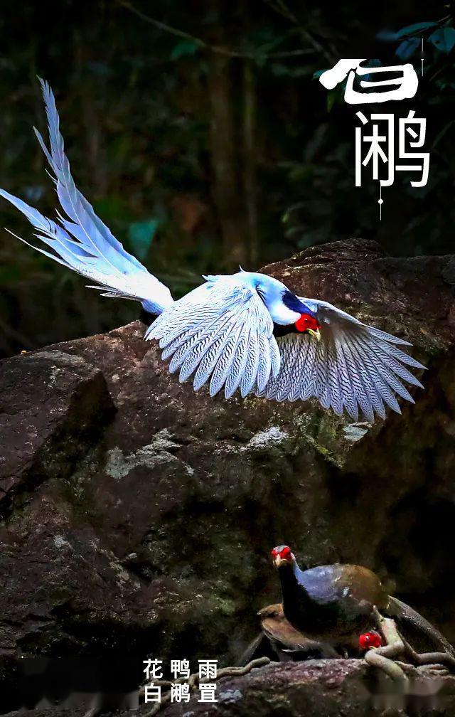 爱鸟周这些鸟儿你认识几种