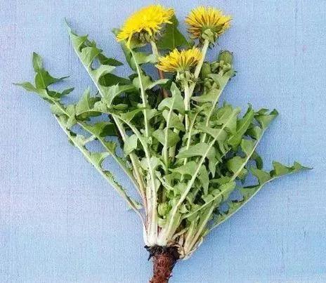 蒲公英泡水,需注意三件事!泡对了,即是"药草皇后"