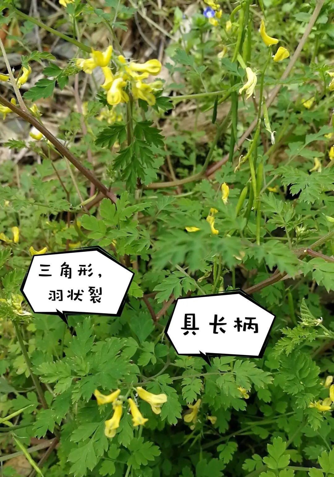 小花黄堇又名粪桶草,黄花鱼灯草,臭桐彭,鸡屎草等,畲药名半缸草,粪桶