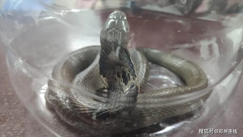 邓州市森林公安及时救助眼镜蛇幼蛇
