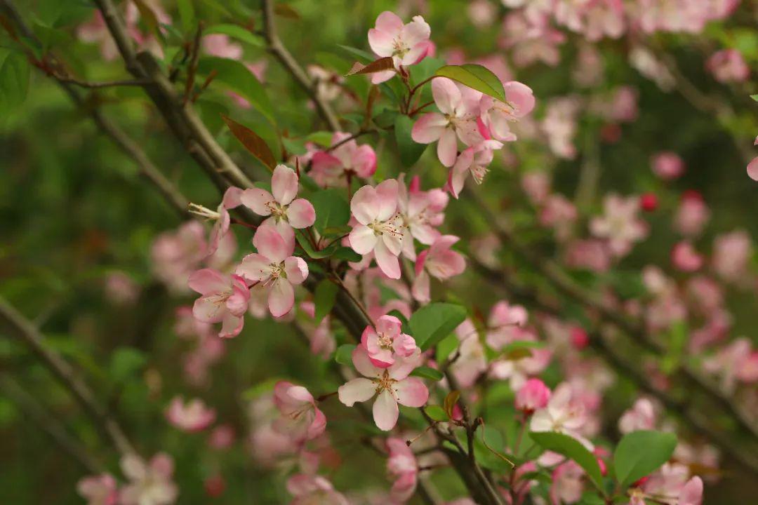 知否知否上海植物园的海棠花已盛开