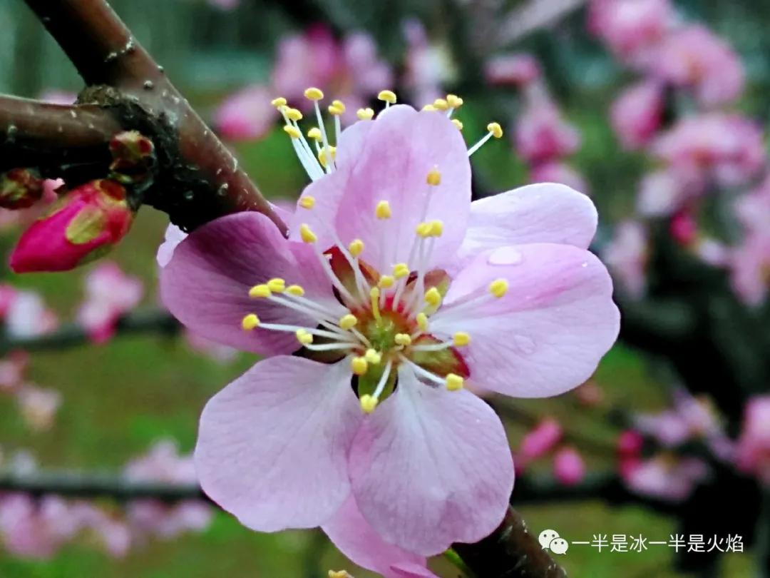 散文桃花春色暖先开明媚谁人不看来