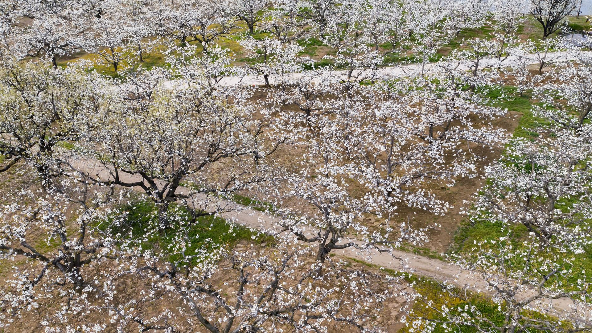 安徽碭山:足不出戶