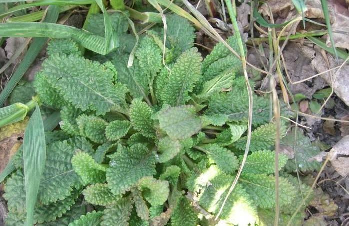 农村一种野草却被农民称为神草白癜风可以全消