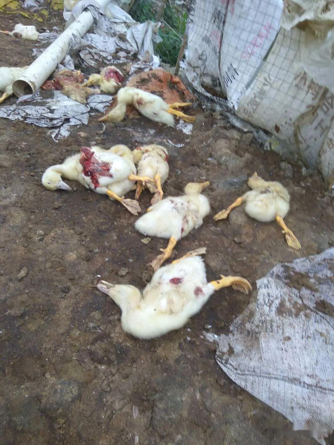 惨死海丰某鸭场上百多只鸭疑被咬死