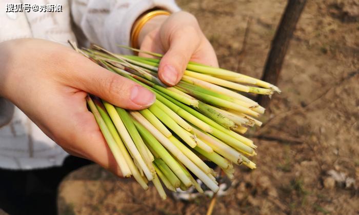 原创清明前后这草是农村娃的零食剥开就能吃润肺止咳别错过