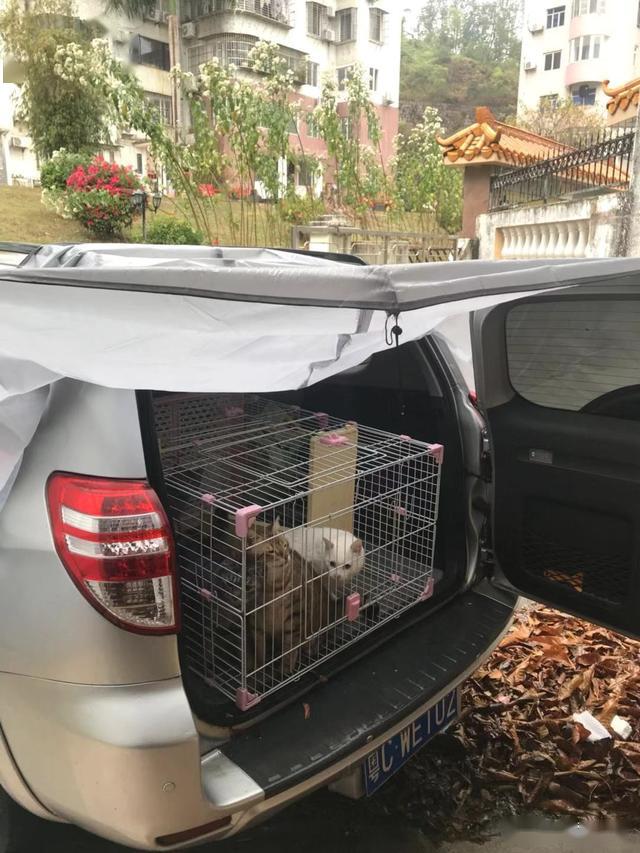 铲屎官带16只喵星人一起搬家装了满满两车场面太壮观了