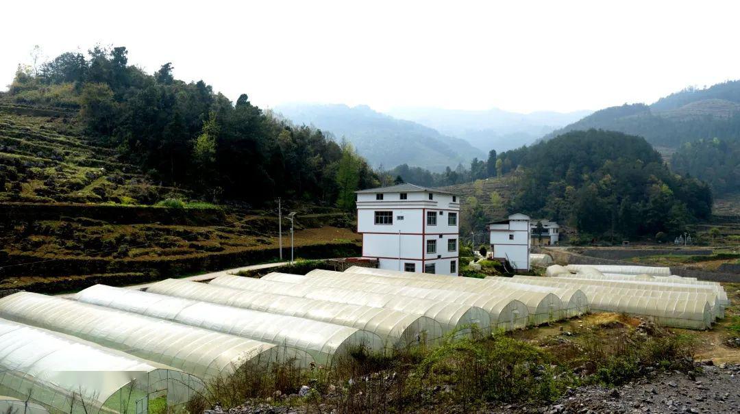 沿河客田镇:决胜脱贫攻坚产业发展犹正酣