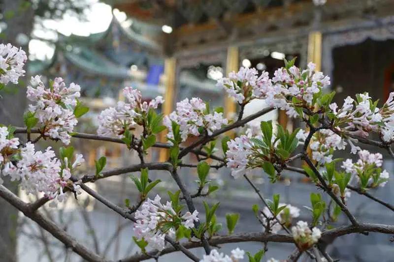 小宇花開爛漫五星坪靈明堂