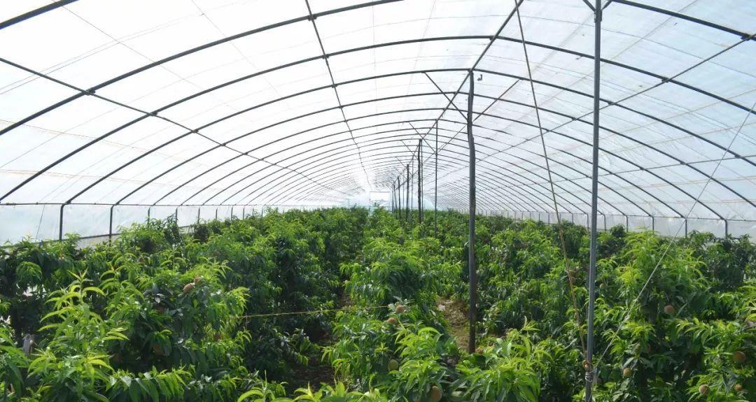 黄桃树的种植方法和管理