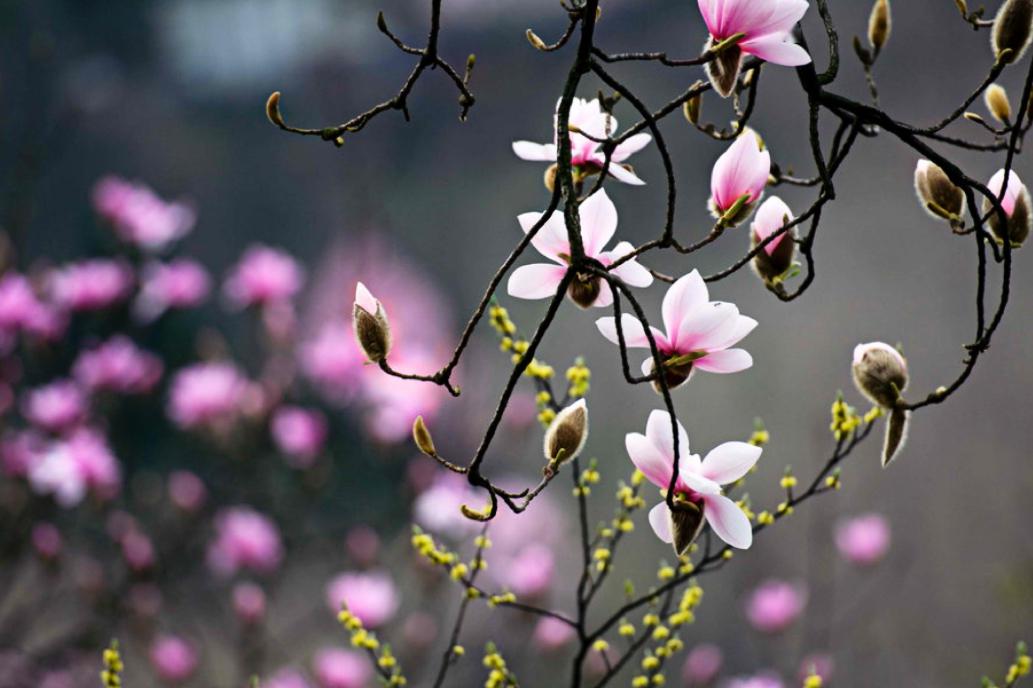 江油吴家后山况有辛夷花色与芙蓉乱
