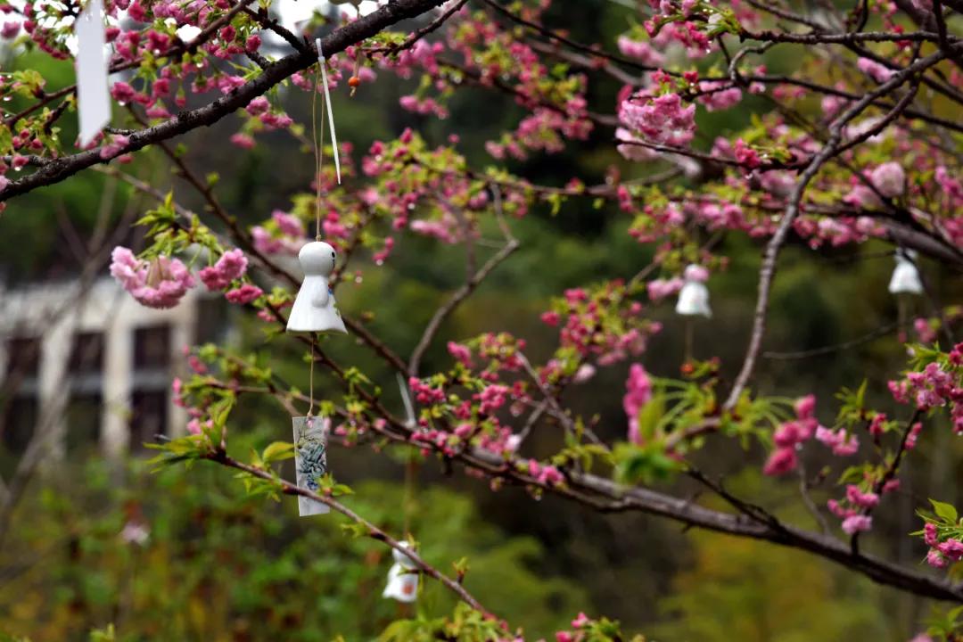 樱花风铃图片唯美壁纸图片