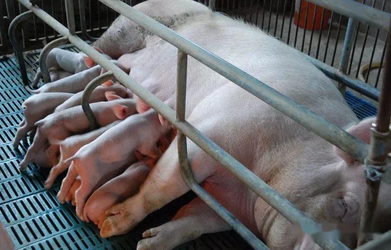 精细化管理增加哺乳母猪泌乳量