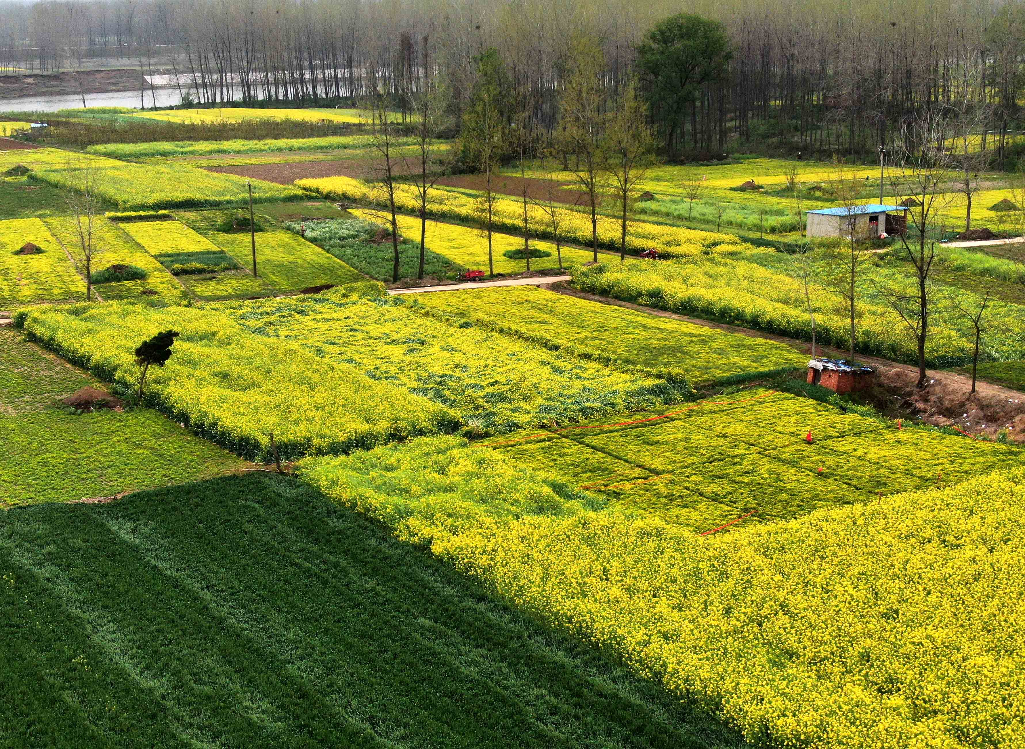 这是河南省淮滨县毛庄村的田园风光(3月30日摄,无人机照片).