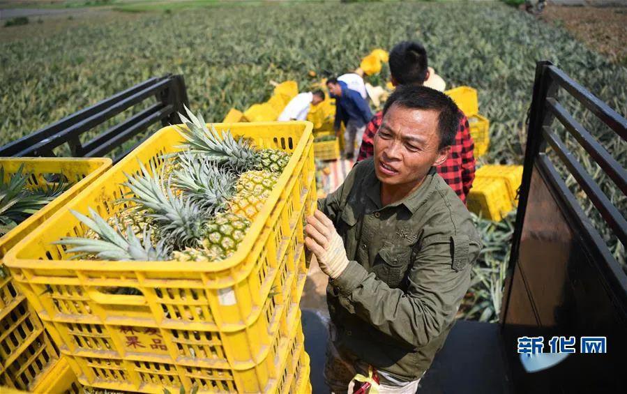 徐聞菠蘿喜提新華社菠蘿的海迎豐收