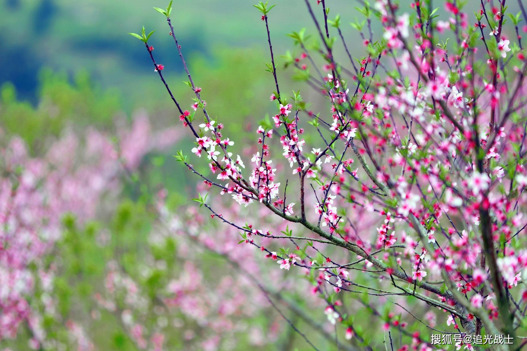 贵州三都,3300亩桃花盛开迎客来