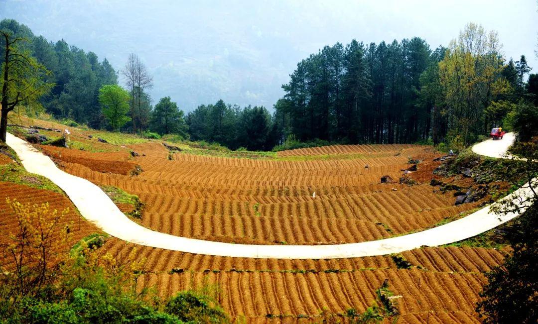 沿河客田镇:决胜脱贫攻坚产业发展犹正酣