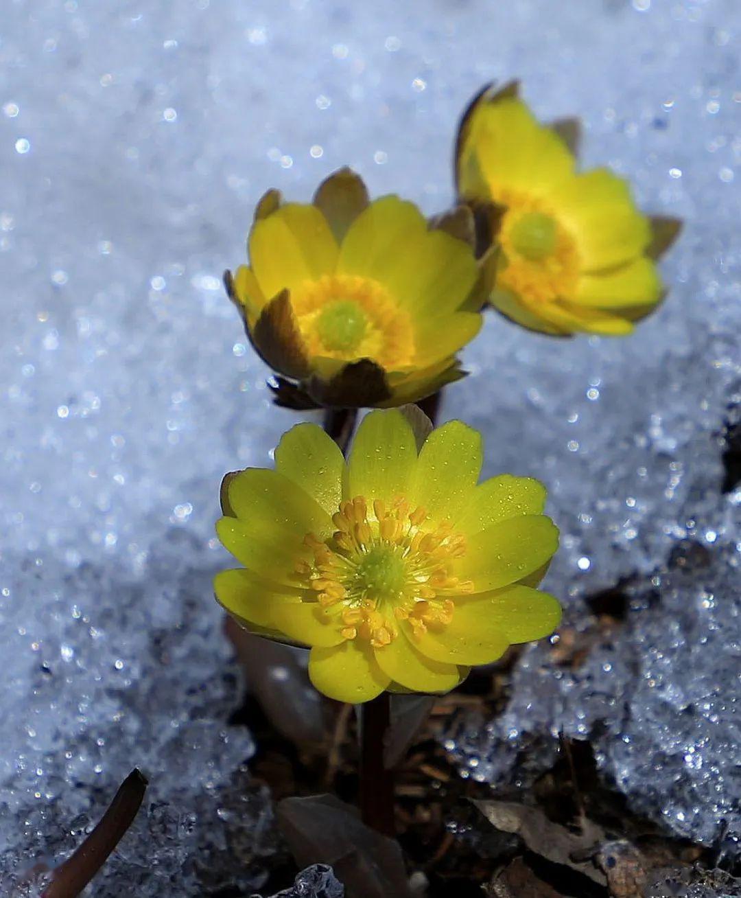 养眼春回大地冰凌花开