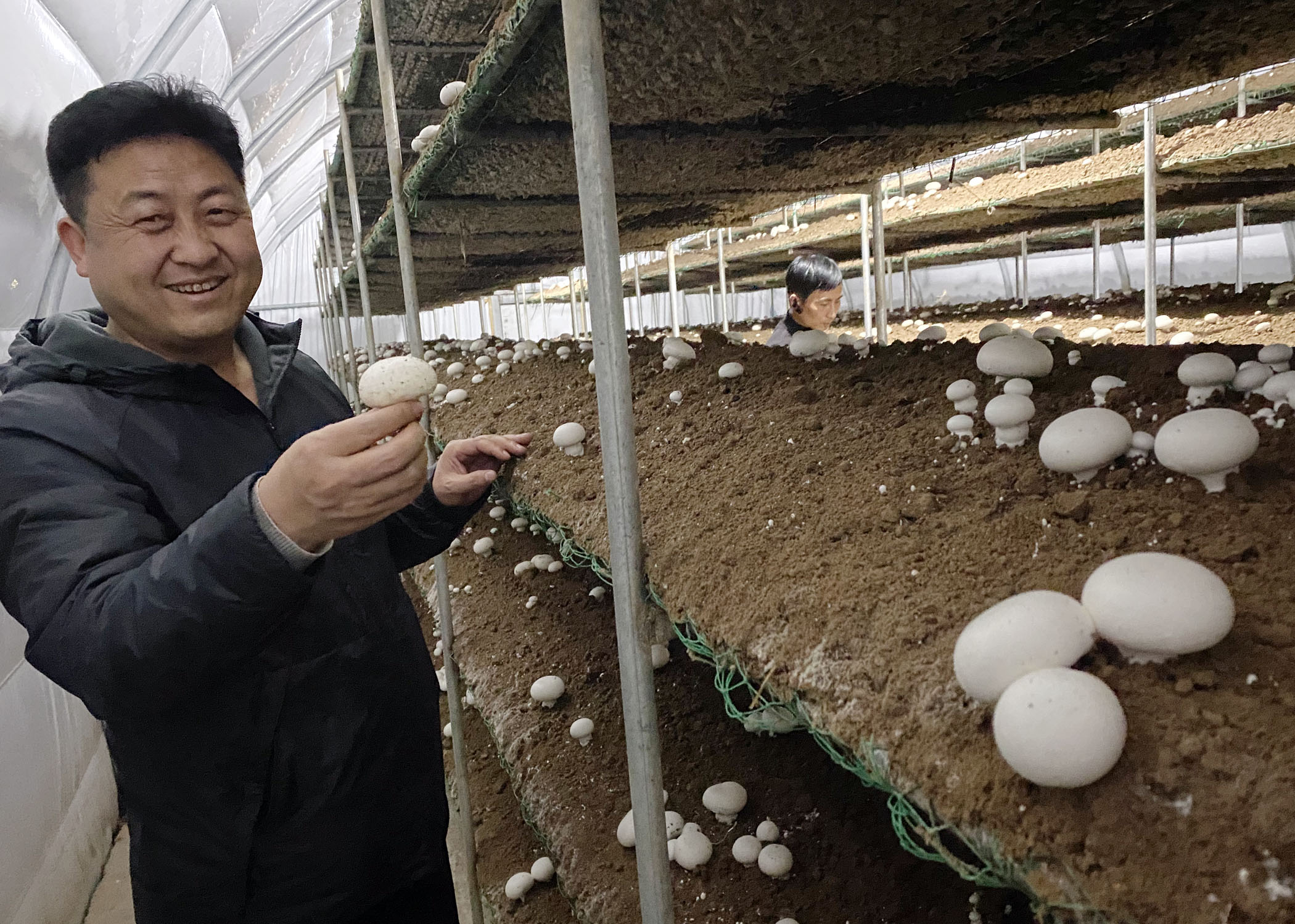 扶贫产业双孢菇走俏市场写出大荔县韦林镇产业脱贫好文章