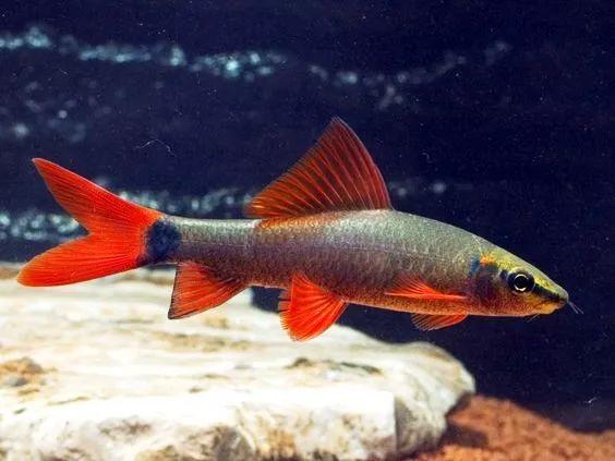 彩虹鲨鱼和什么鱼混养(彩虹鲨属于清洁鱼吗)