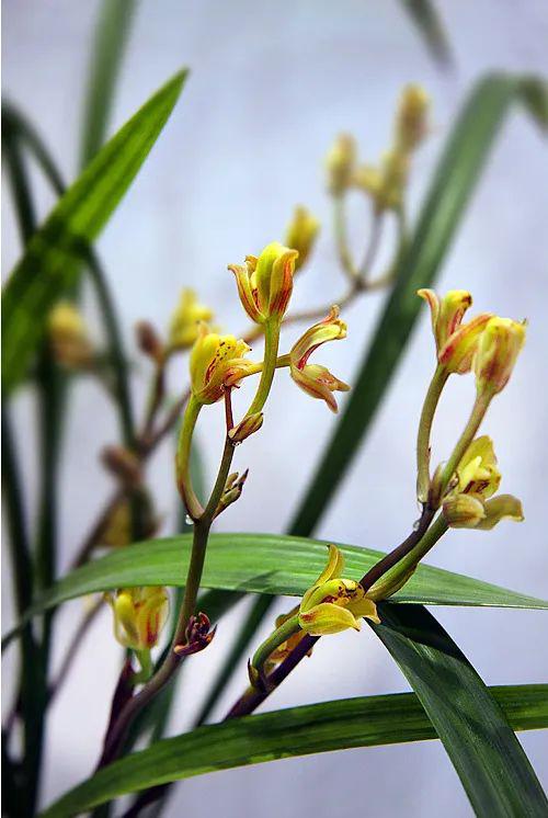 莳兰之雅只有中国人懂