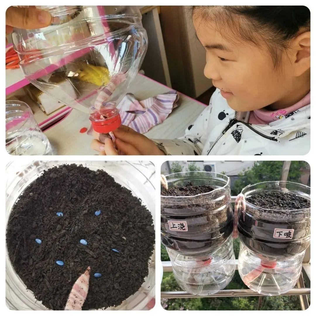 停课不停学丨时代小学家庭阳台巧变身居家来种航天菜