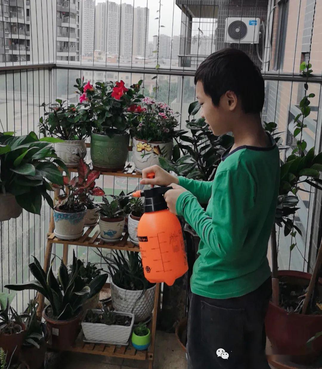 争做小花匠齐创美丽家二年级同学们的种花日志致远教育润泽人生