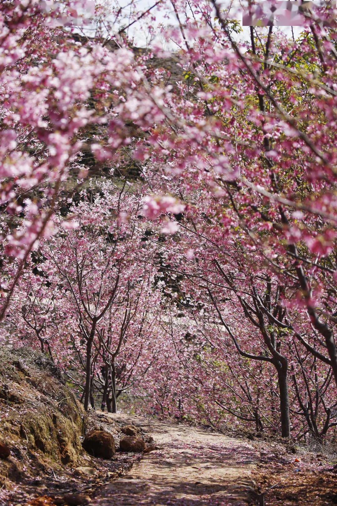 雁楠逸园樱花图片