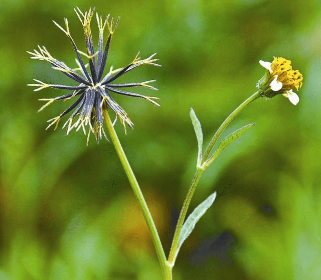 路边常见的野草,农民见到就烦,白癜风这样补黑色素!