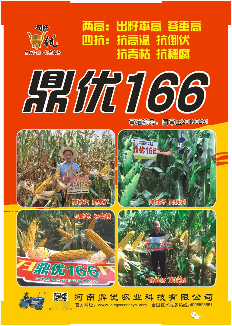 玉米要高产,鼎优166是首选洛阳嵩县表现,鼎优166棒子大,一个棒子9两多
