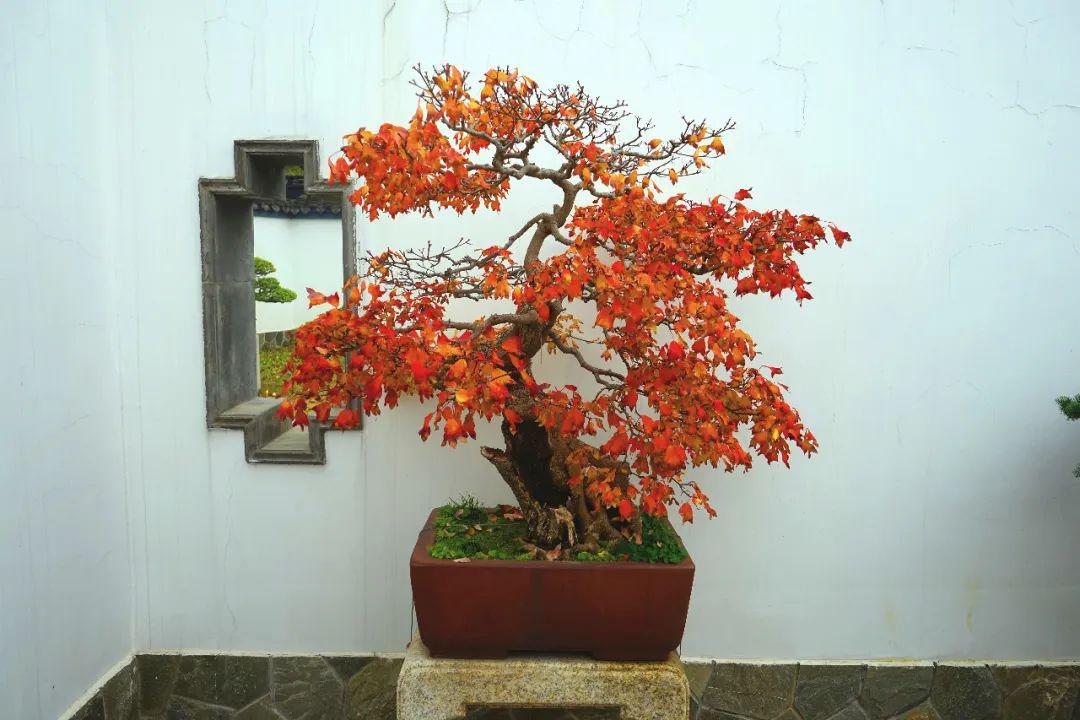 秋叶春花各擅胜场
