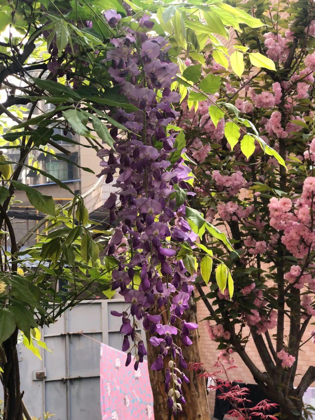 厅小播报想你了厅小的春天