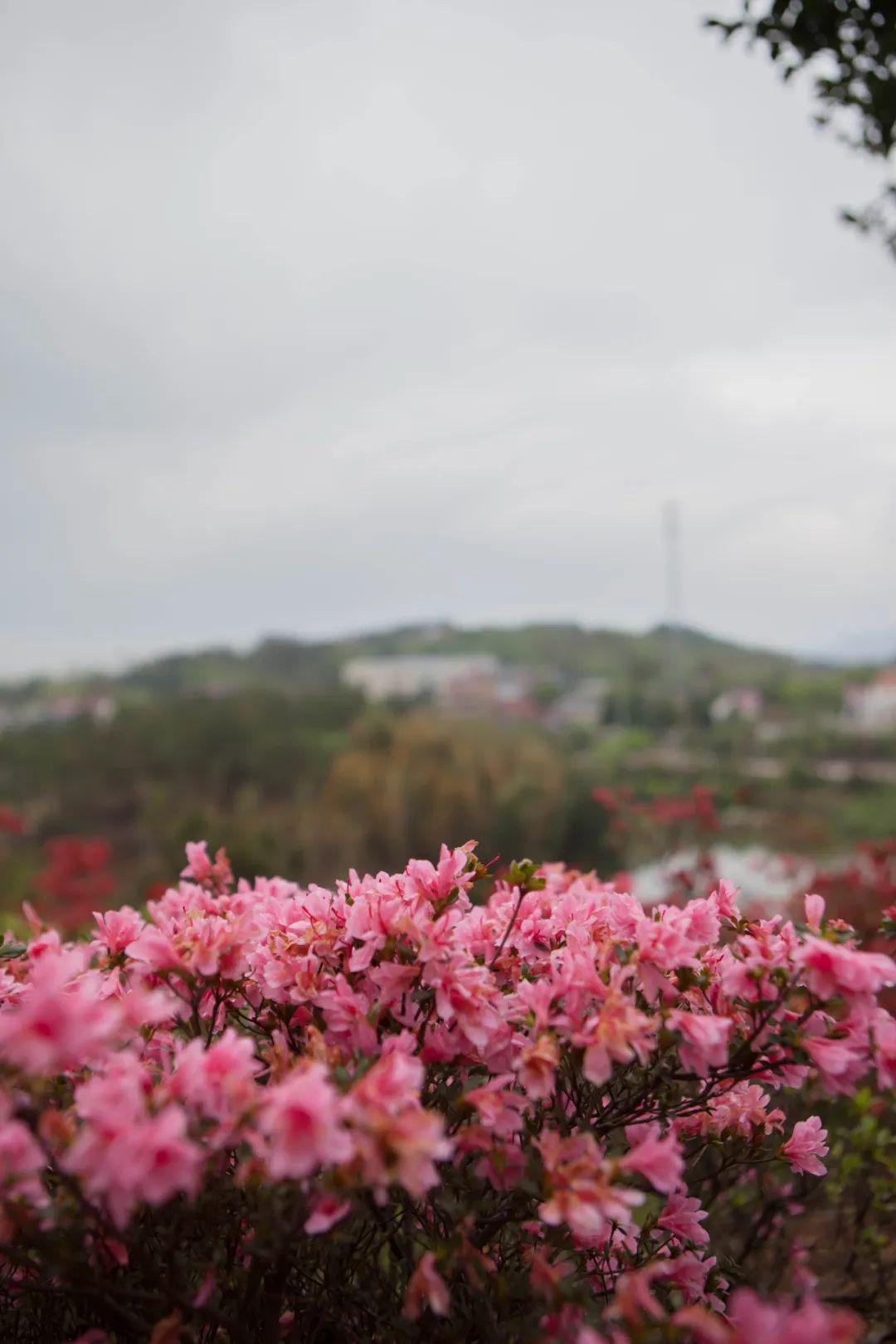 雅畈鎮上嶺殿村,有一個全國最大的杜鵑花品種展示主題園——杜鵑王國