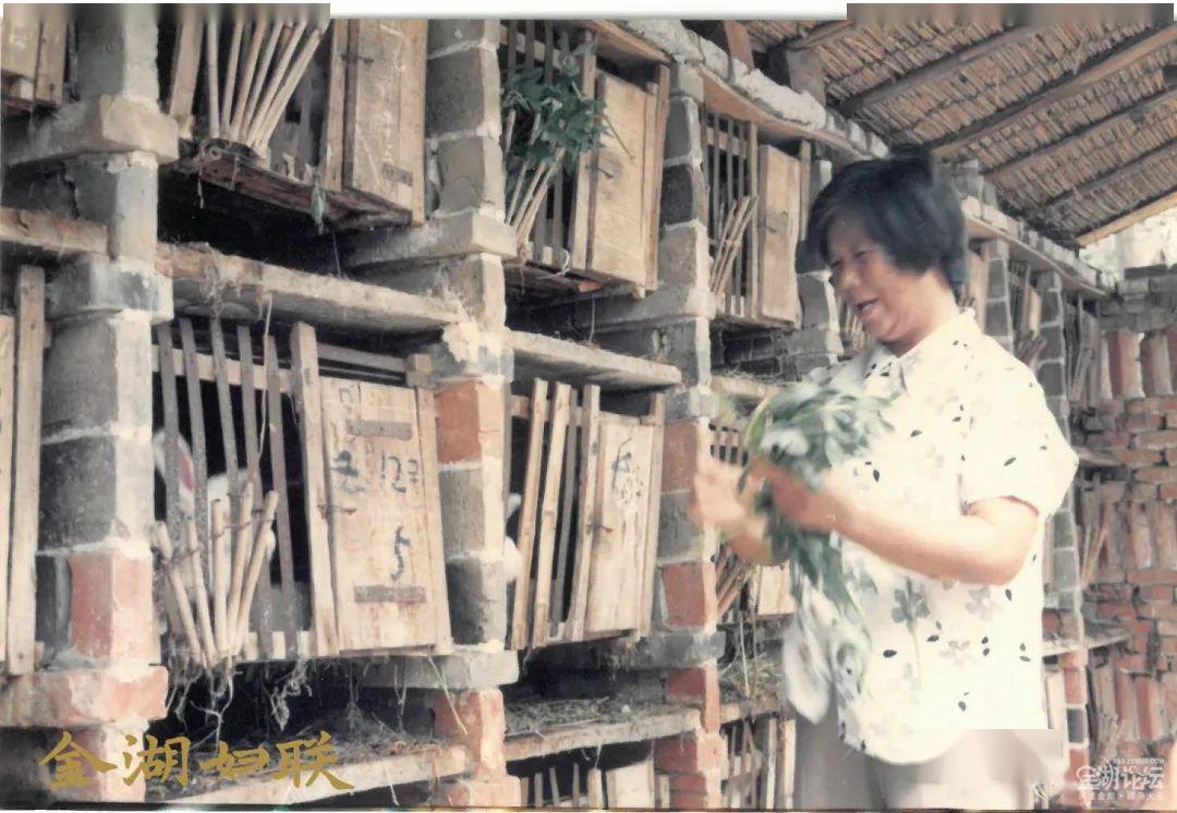 一组老照片带你回顾金湖旧时光看见女性劳动者不负韶华只争朝夕