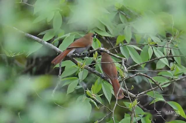 观鸟正当时为你奉上一大波三明最佳观鸟地
