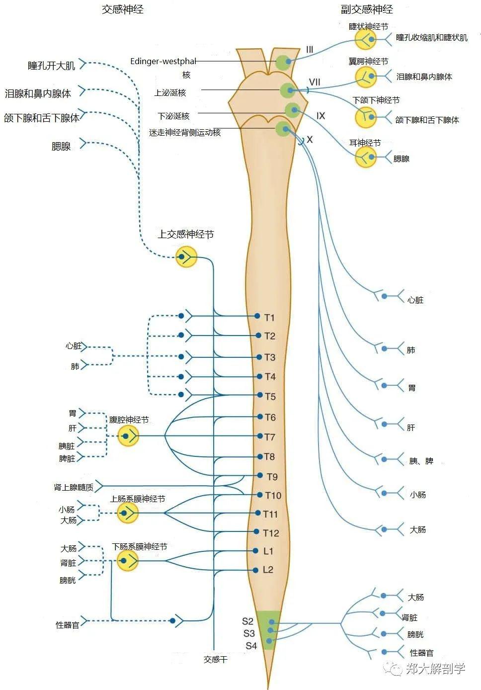 药物及维持正常心率的药物 均对自主神经系统内的神经元发挥主要作用