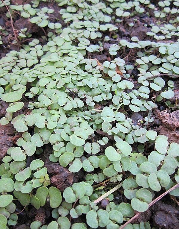 2种菜在阳台院子里种一些以后不用播种年年都有收获