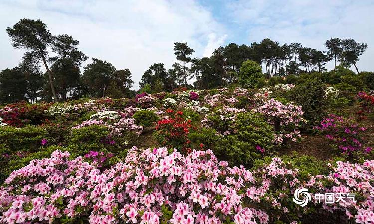 重庆南山杜鹃园图片