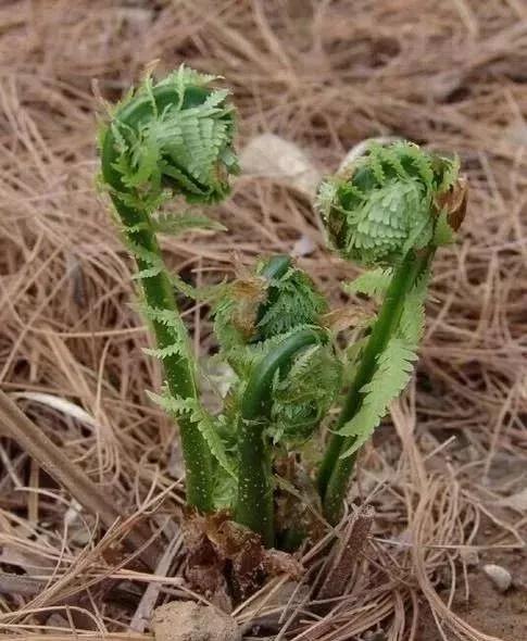 螫麻子,鸭子嘴而,四叶菜,蕨菜等等都是很好的野菜.